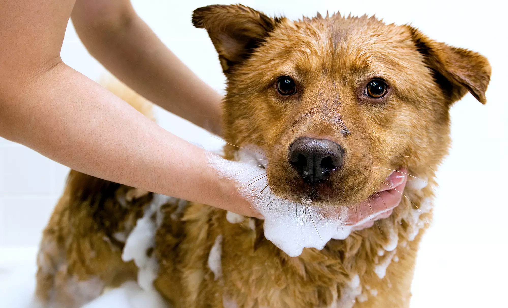 One or Three Self-Service Dog-Washing Sessions at Self-Service Dog Wash (Up to 40% Off)  - Primary Image