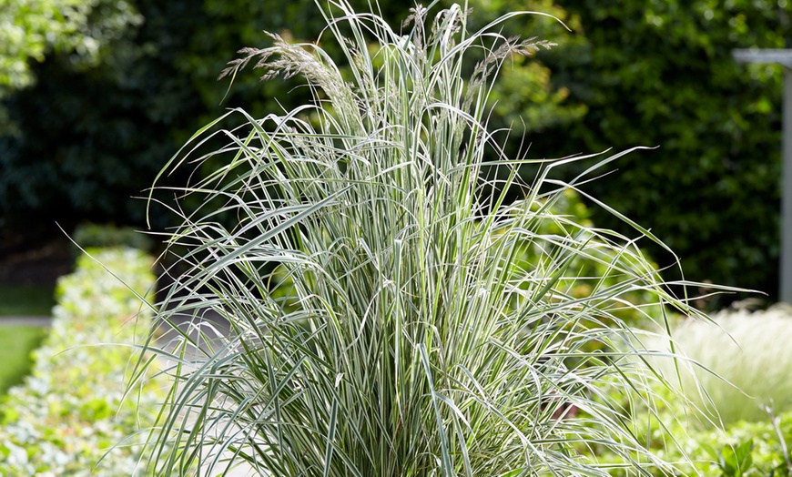 Image 1: Hardy Colour-Changing Grass