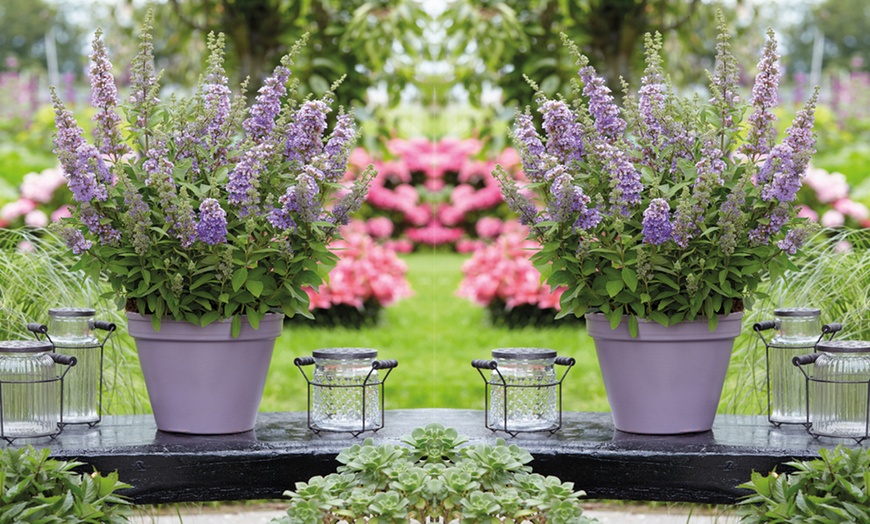 Image 2: Buddleja High Five Purple -1, 3 or 5 Potted Plants