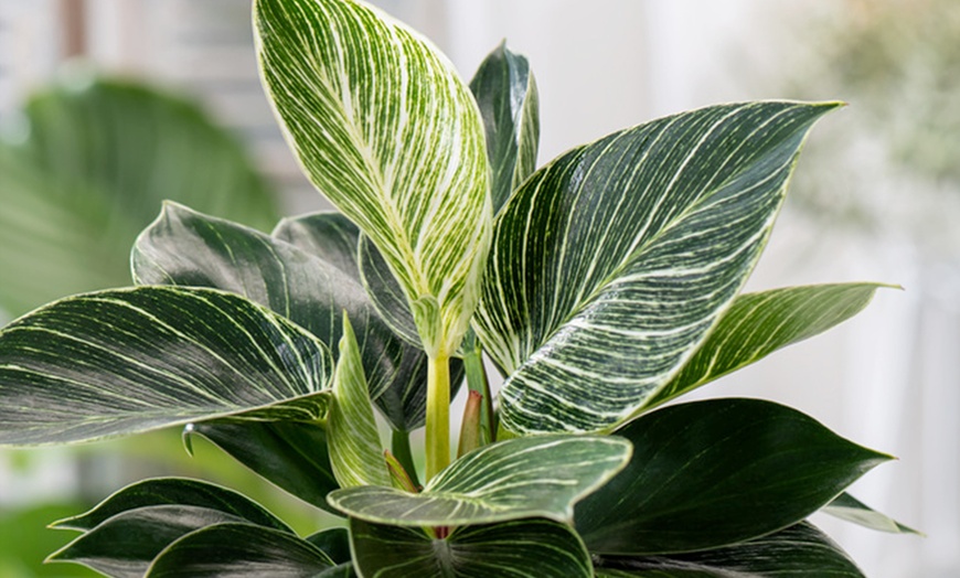 Image 3: 1 of 2 'Philodendron White Wave' kamerplanten van Rootz