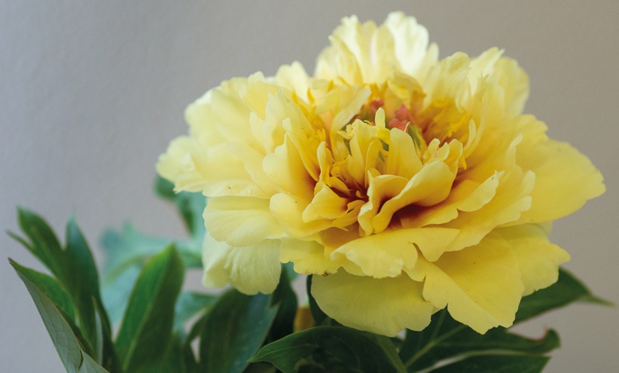 Image 4: Peony Garden Showstoppers Collection - 3 Plants