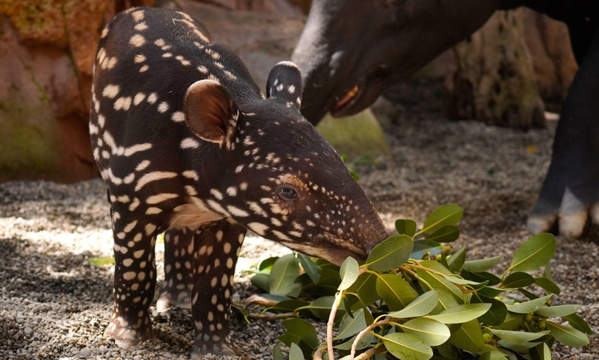 Image 5: Entrada nocturna a Bioparc Fuengirola con cena para niño o adulto