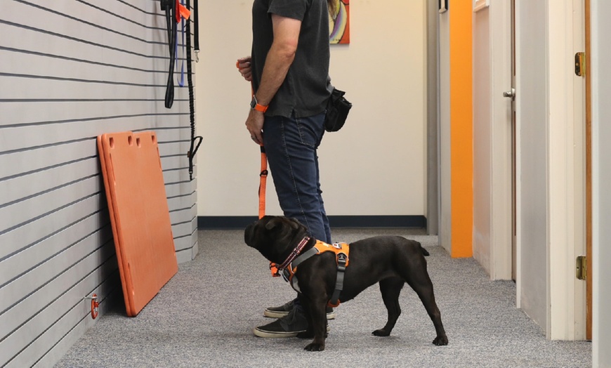 Image 4: Master the Basics of Dog Training with the Essentials Course 