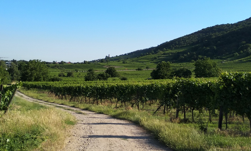 Image 7: 6er / 8er Weinprobe + 1 Edelbrand/Likör opt. inkl. Weinbergführung