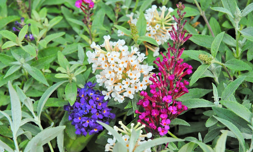 Image 2: Buddleja Buzz 3-in-1 Collection Hardy Shrub Plants