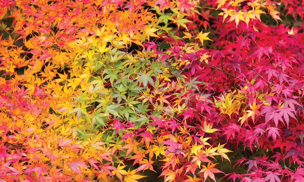 Acer Japanese Maple Tree – 1, 2 or 4 Potted Plants
