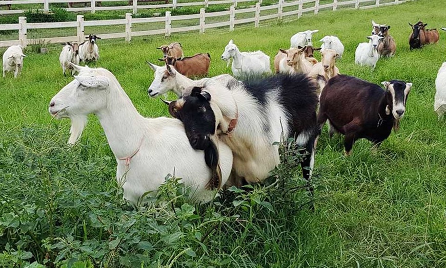 Goat Dairy Tour - Surfing Goat Dairy | Groupon