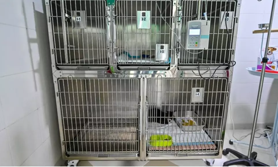 Veterinary Examination at Pet Connection Veterinary Clinic