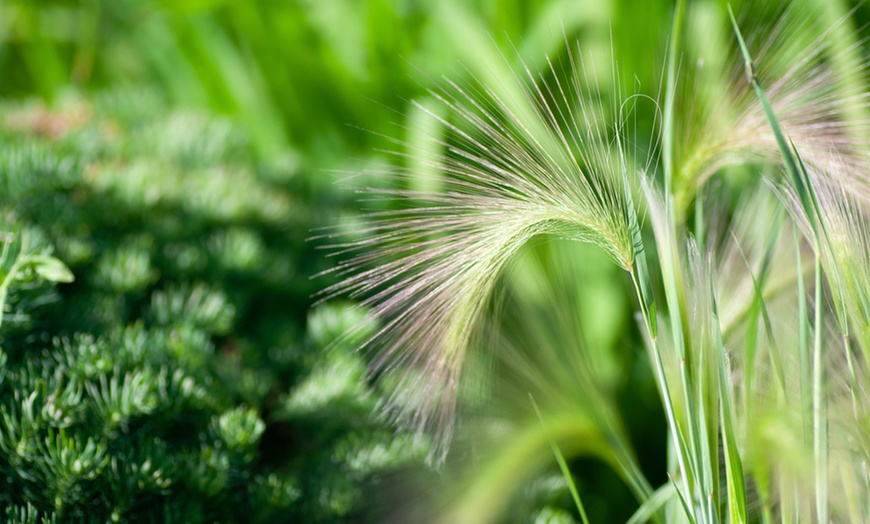 Image 3:  Planta Cabello de Ángel