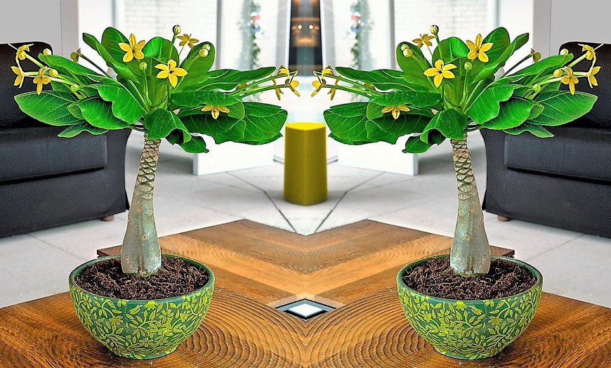 Image 1: Planta de interior Palmera Hawaiana