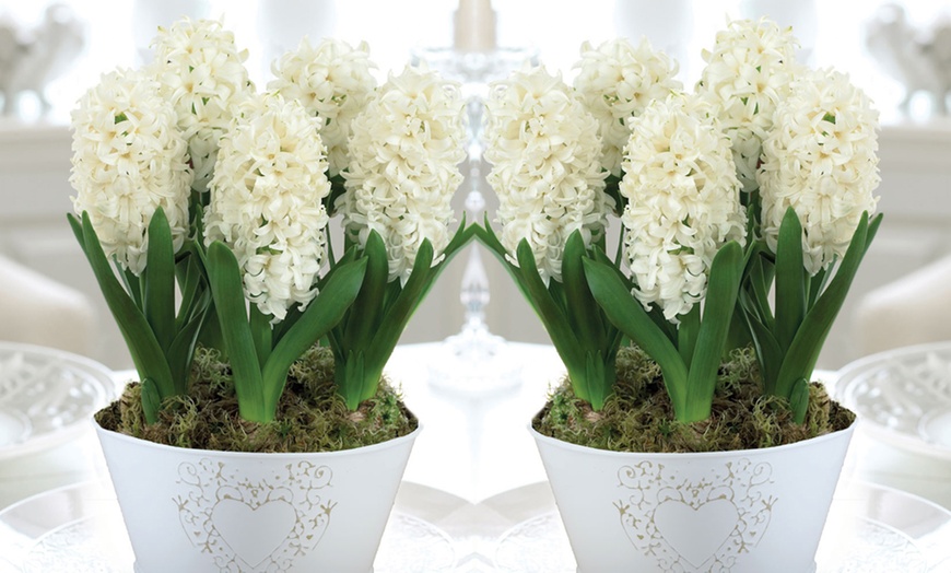 Image 3: Scented Hyacinth Gift Collection