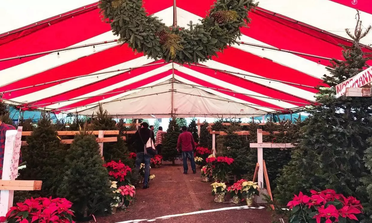 Five-Foot or Taller Premium Christmas Tree of the Season from Mr. Jingles Christmas Trees (Up to 22%Off) - Primary Image