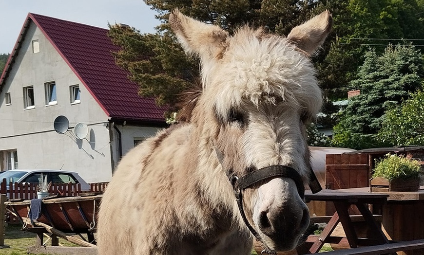 Image 19: Bilety do Mini Zoo Zwierzaczkowo w Szklarskiej Porębie