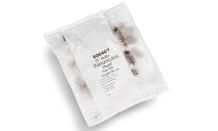 Image 2: 25 or 50 Ranunculus Spring Flowering Bulbs