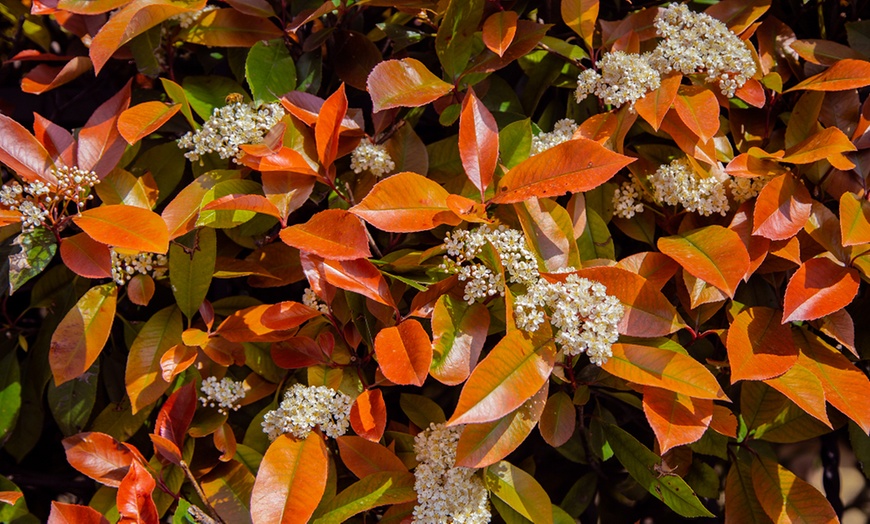 Image 7: One or Two Photinia Little Red Robin Standard Tree