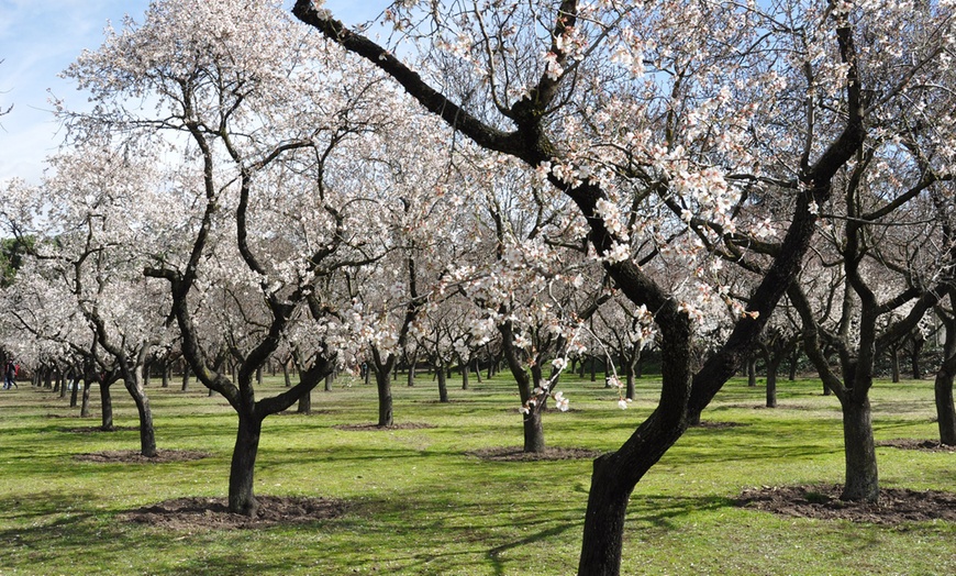 Image 2: Almendro florido