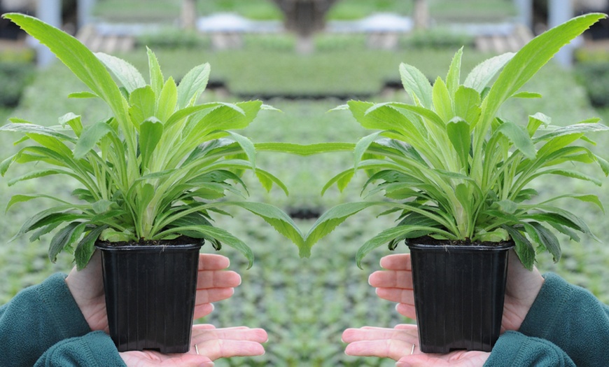 Image 3: One or Three Limonium 'Dazzle Rocks' Potted Plants