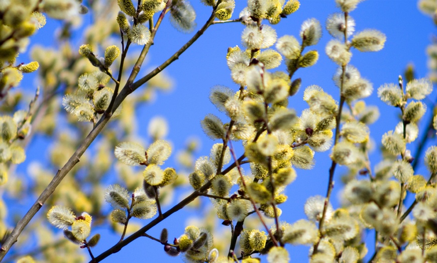 Image 2: Pussy Willow Tree