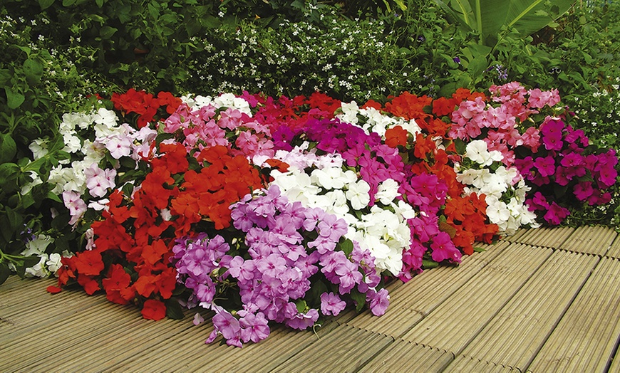 Image 4: 270 Suttons Bedding Plants
