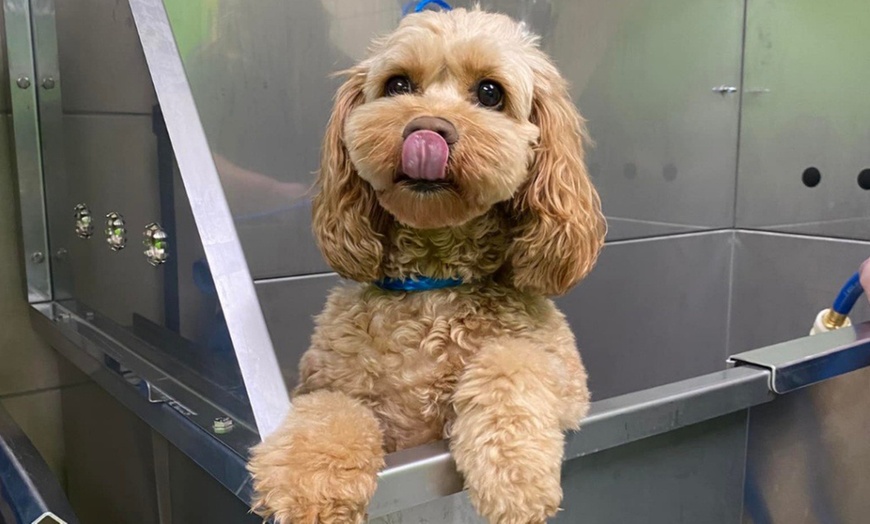 Image 8: Weekday Fun and Care with One, Three or Five Days of Dog Daycare