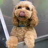 Image 8: Weekday Fun and Care with One, Three or Five Days of Dog Daycare
