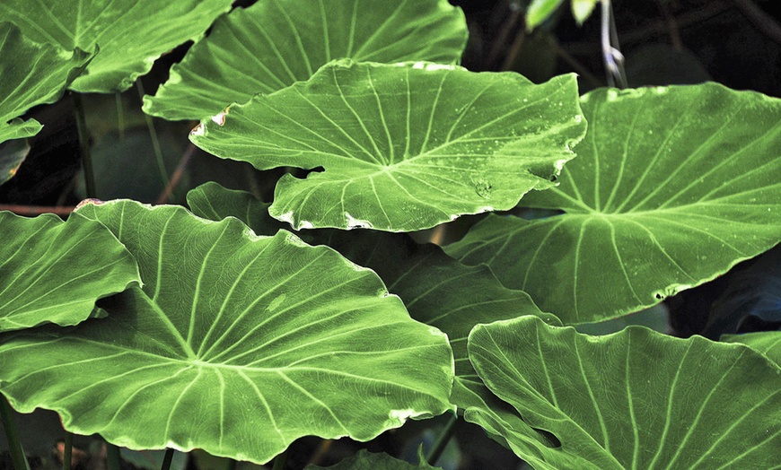 Image 4: XL Alocasia Indoor Plant