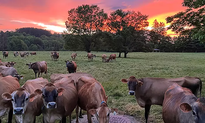 Experience Billings Farm And Museum's History Museum