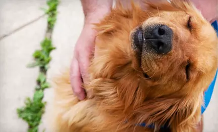 If 25 People Donate $10, Then the Humane Society of Indianapolis Can Feed 25 Sheltered Animals for 30 Days - Primary Image
