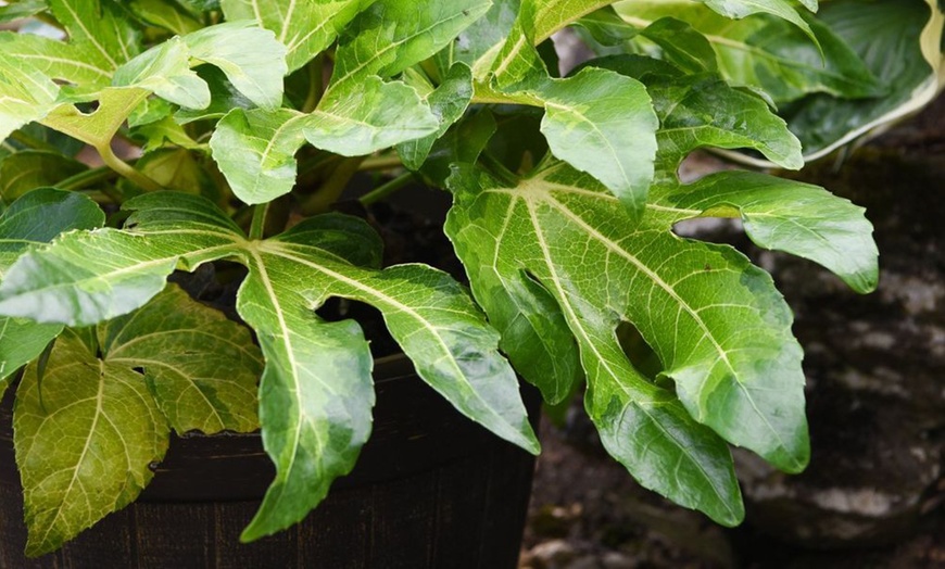 Image 5: Fatsia japonica Camouflage Evergreen Tropical Foliage