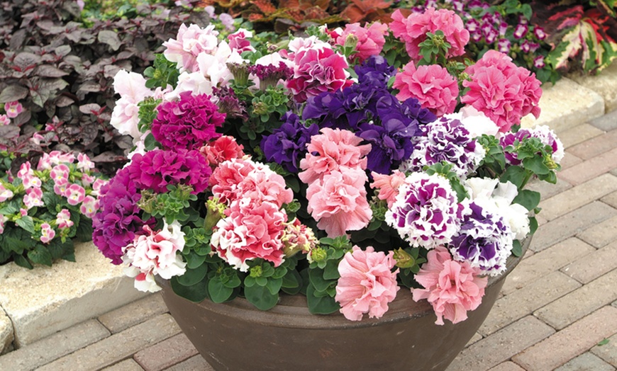 Image 5: Petunia Double Orchid Flowered Plants