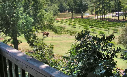 Winery Tour and Tasting for Two, Four, or Six, Plus Complimentary Wine at Treehouse Vineyards in Monroe - Primary Image