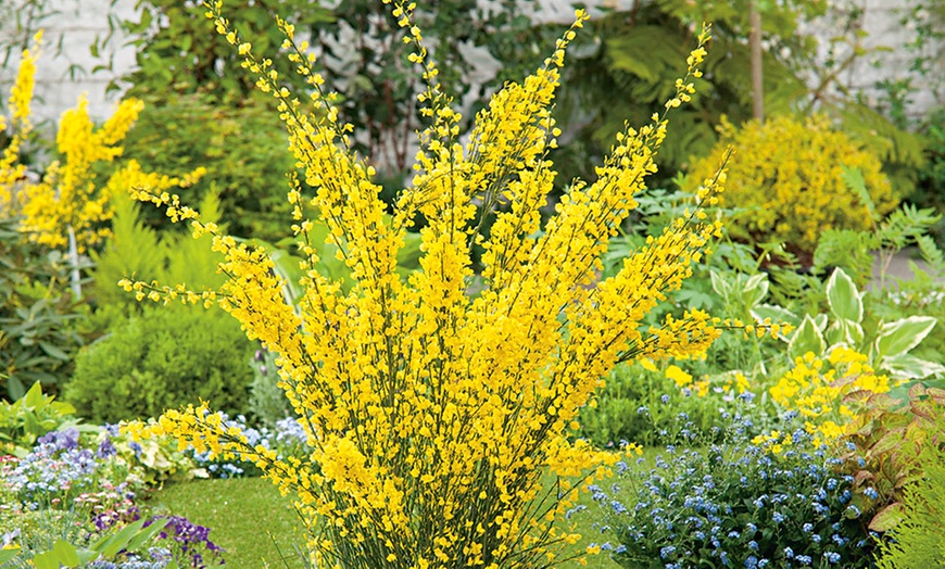 Image 1: Cytisus Plants