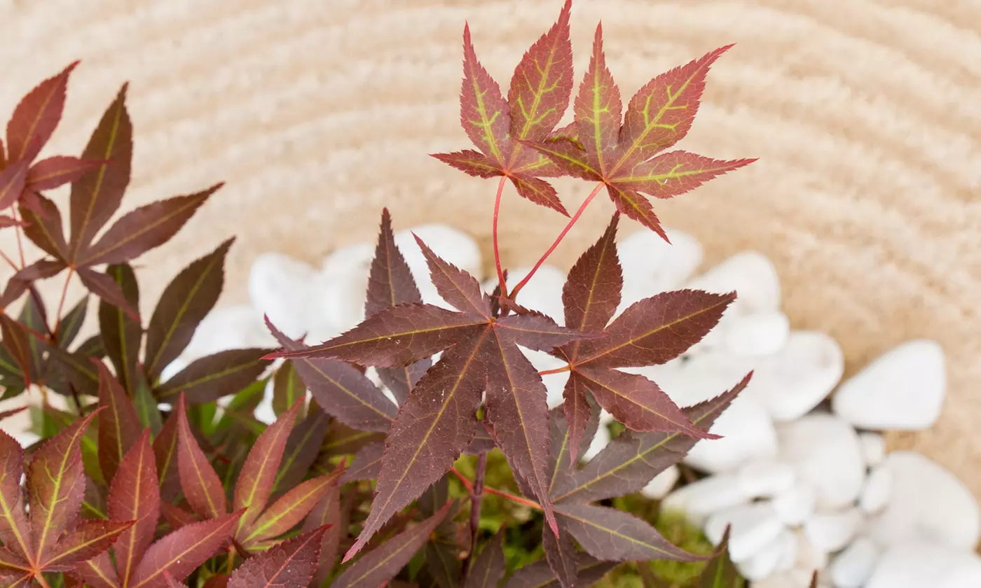 Set de 4 érables du Japon