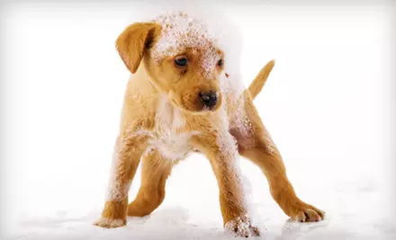 $20 for Five Self-Serve Dog Washes at Pet Supplies Plus in Chicago ($40 Value) - Primary Image