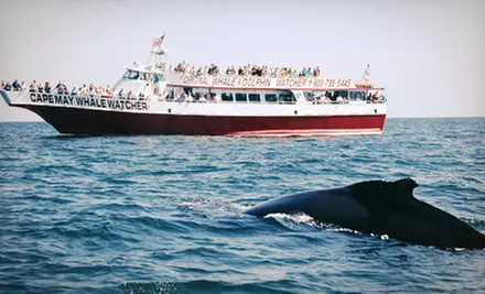 Three-Hour Tour for One, Two, or Four from Cape May Whale Watcher (Up to 58% Off) - Primary Image