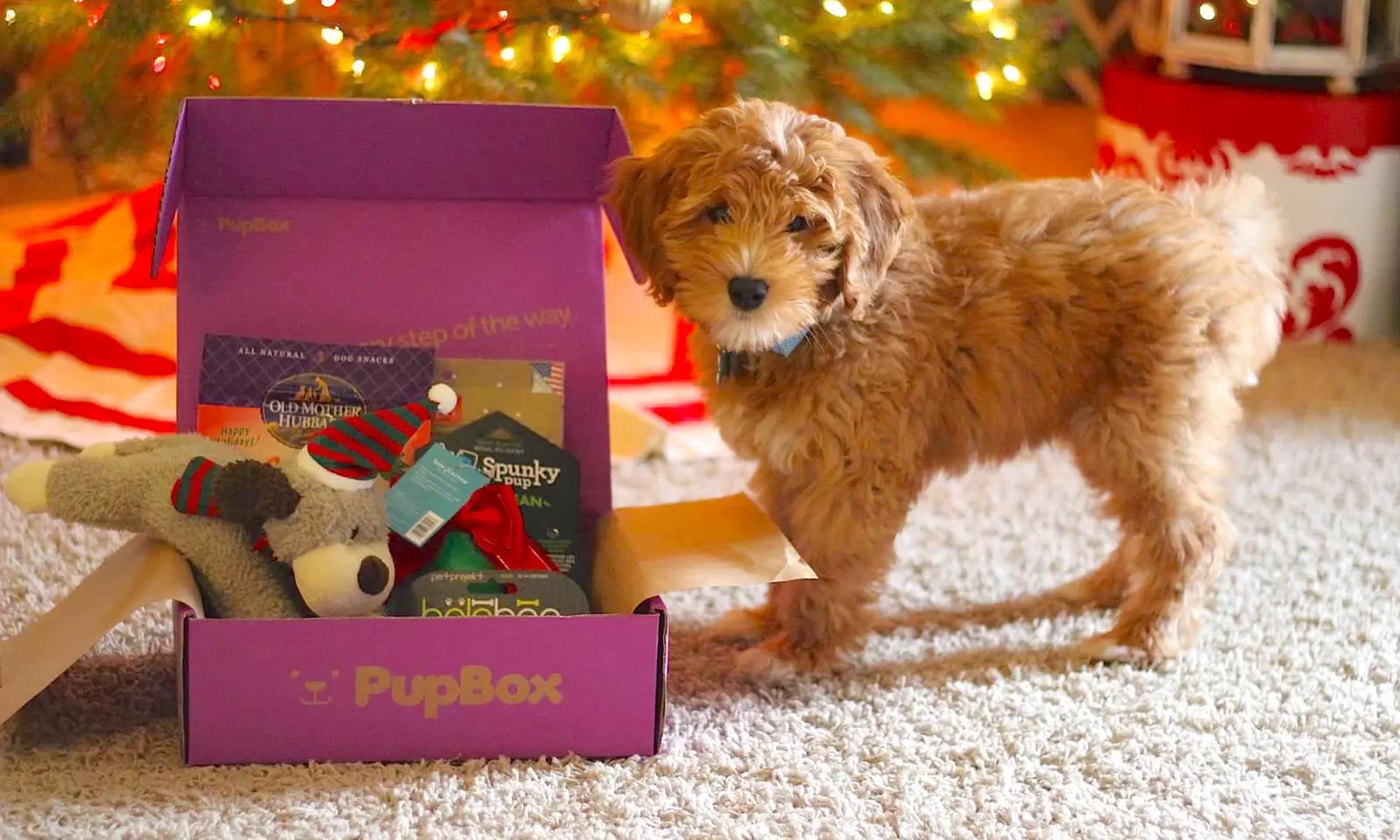 One or Three Months of Puppy Toys, Treats and Training Info Delivered from PupBox (Up to 31% Off)  - Primary Image