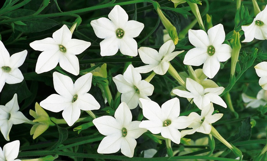 Image 1: 15 or 30 Nicotiana Affinis Garden Ready Plants