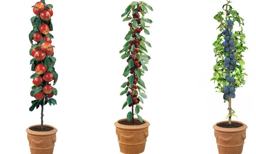 Image 2: Patio Pillar Fruit Trees