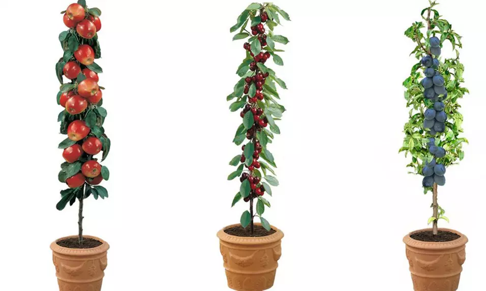 Four Dwarf Patio Pillar Fruit Trees from £19.99 With Free Delivery (67% Off) - Image 3