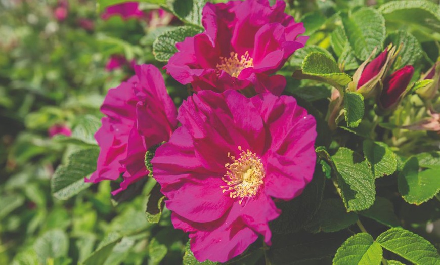 Image 12:  Mixed Hardy Shrub Collection - 8, 16 or 24 Plants