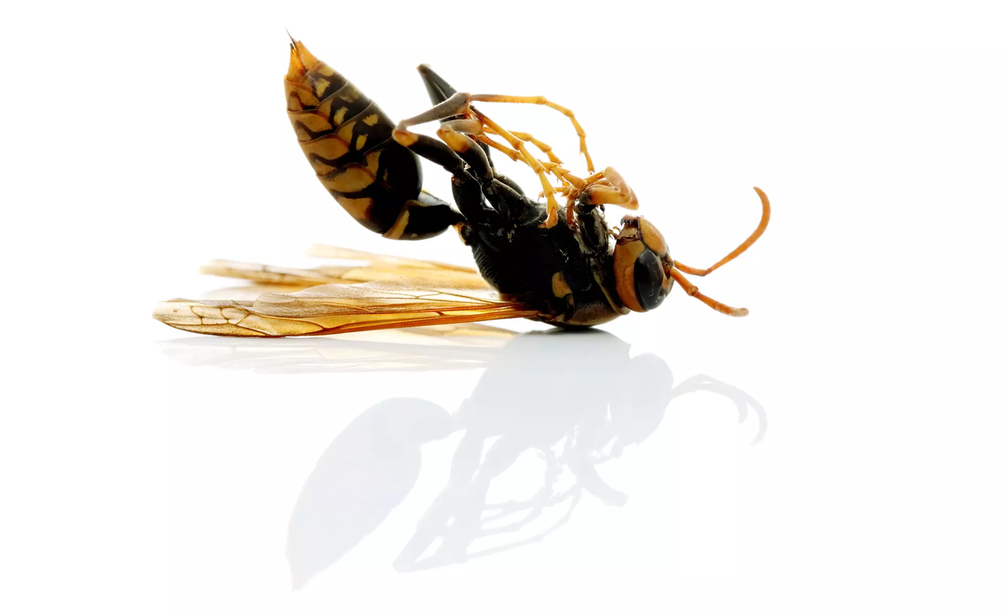 $38 for a Home Interior and Exterior Pest-Control Treatment from Proshot Pest Control ($100 Value) - Primary Image