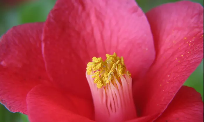 Visit for Two or Four to the Quarryhill Botanical Garden (50% Off) - Primary Image