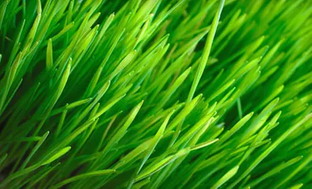 $25 for a Full-Lawn-Fertilization Treatment from Weed Man Lawn Care (Up to $58.75 Value) - Primary Image