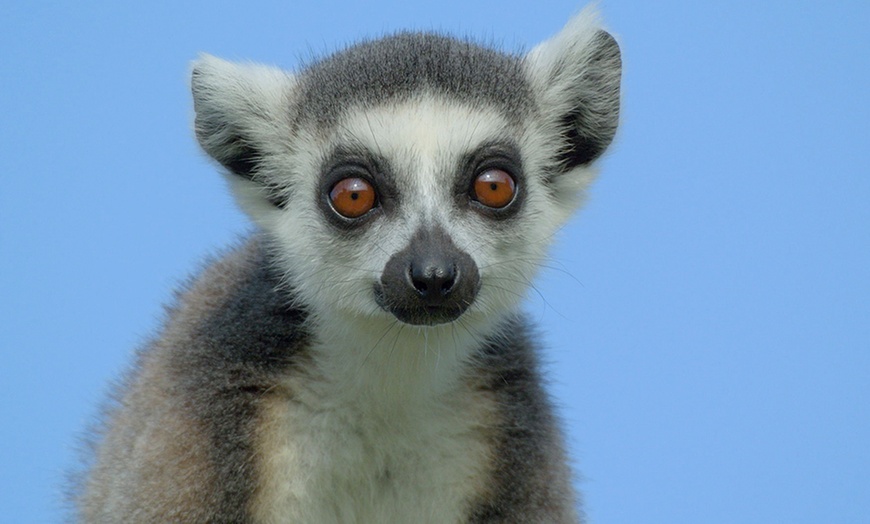 Image 2: Longleat Safari Park 