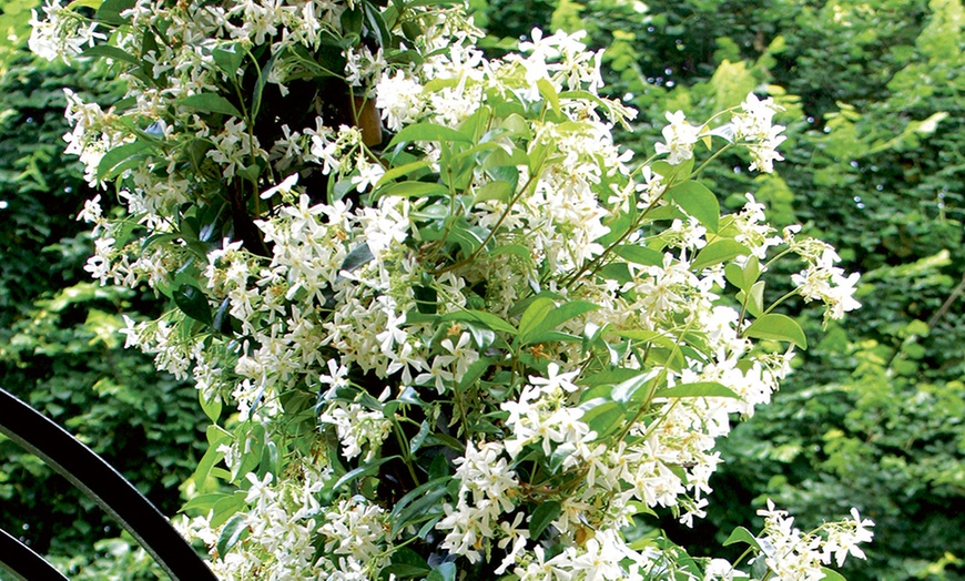 Image 4:  Garden Climber Collection