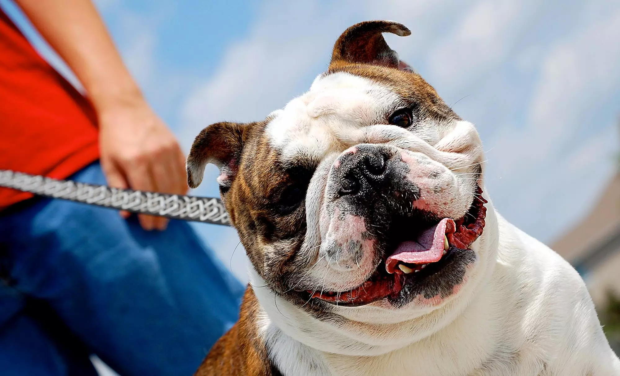 Five Dog Walks from Walk on the Pawside (49% Off) - Primary Image