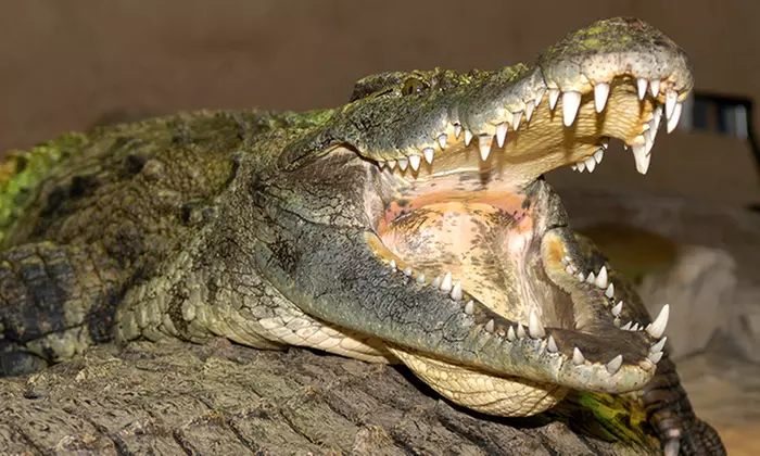 C$8 for a Reptile-Zoo Visit at Reptilia (Up to C$15 Value) - Primary Image