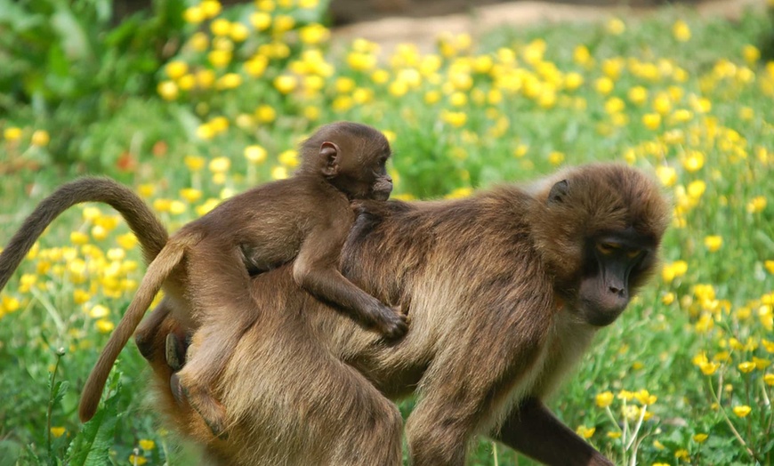 Image 5: La Vallée des Singes : expérience précieuse au cœur du monde sauvage