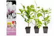 3x oder 6x Magnolien in der Sorte nach Wahl - Second Medium
