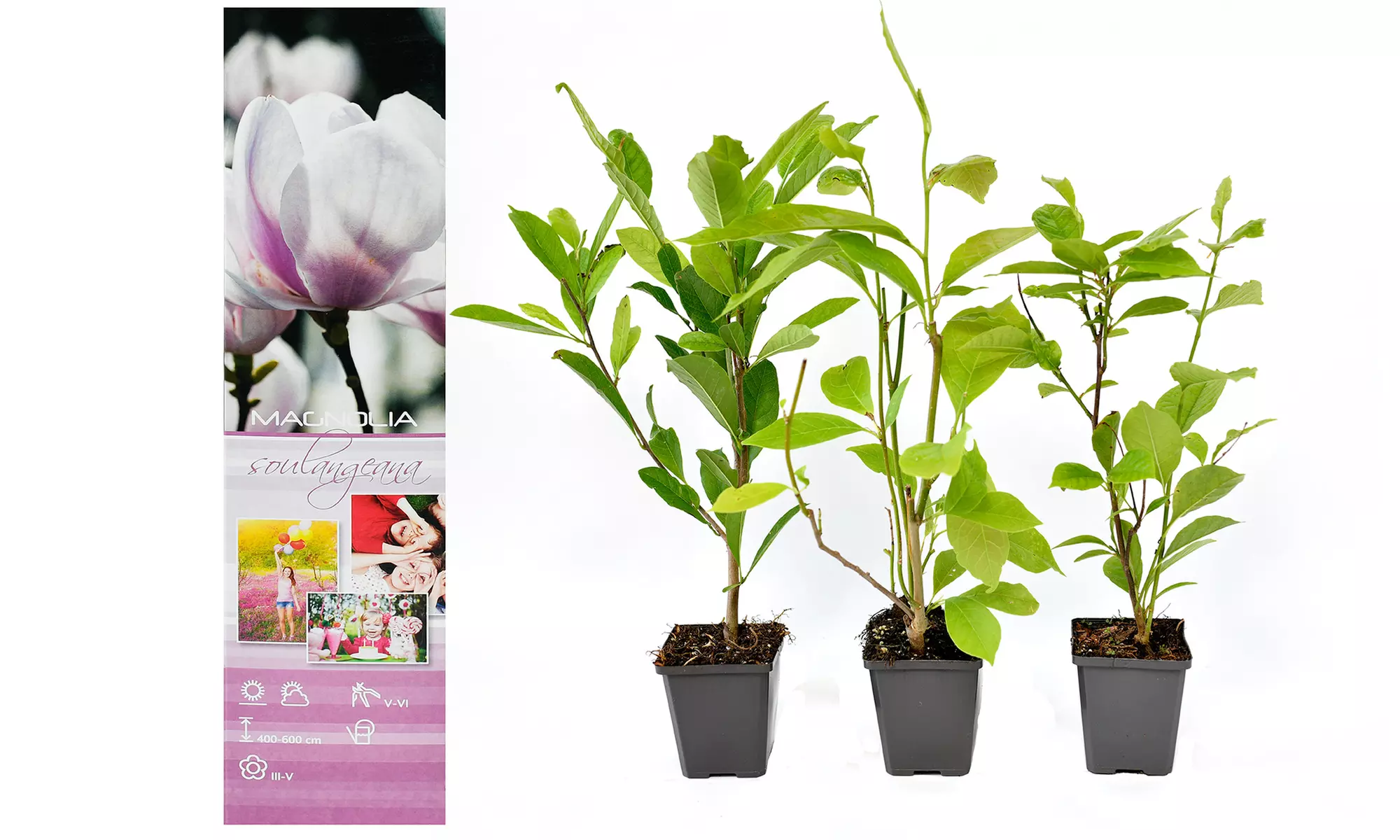 3x oder 6x Magnolien